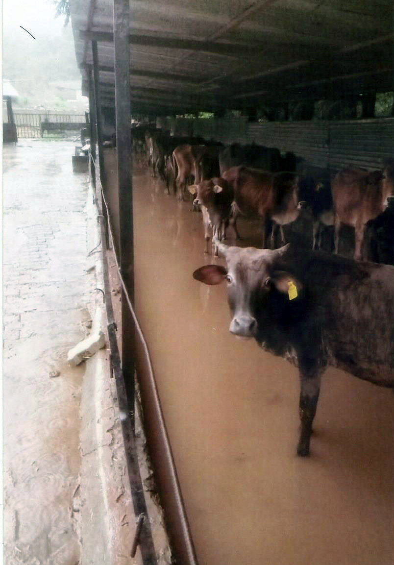 गौ सदन में भरे बारिश के पानी में खड़ी गऊएं