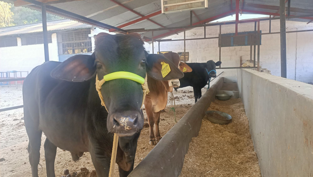 Livestock Tagging
