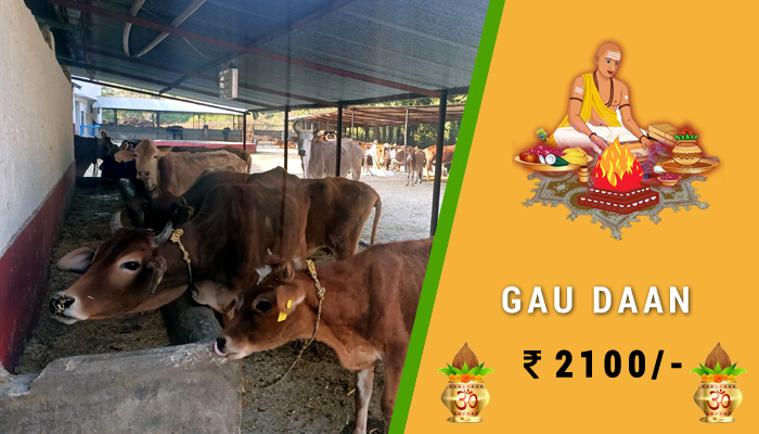Gau Daan