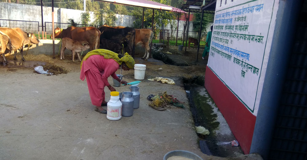 Latest News and Research on Cows Milk